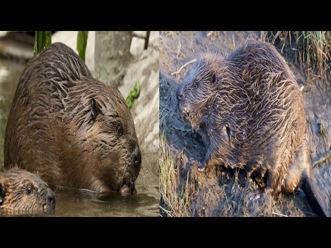 North American Beaver & Eurasian Beaver - The Differences