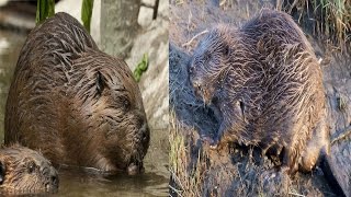 What's the difference between a North American beaver and a Eurasian Beaver?
