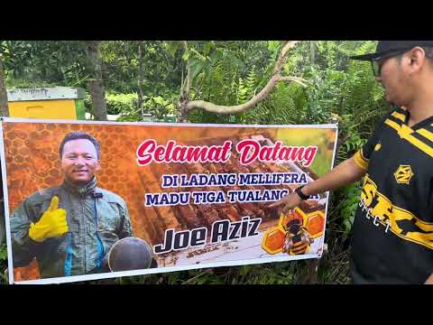 LADANG MADU LEBAH JOE AZIZ DI INDONESIA