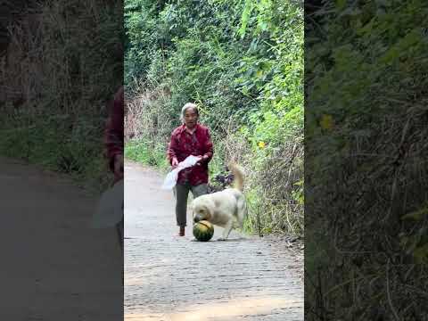 #FunnyDogs #DogVideos #DogLovers #CuteDogs #DogLife #DogsOfYouTube 🪅 shorts 🌞 P192