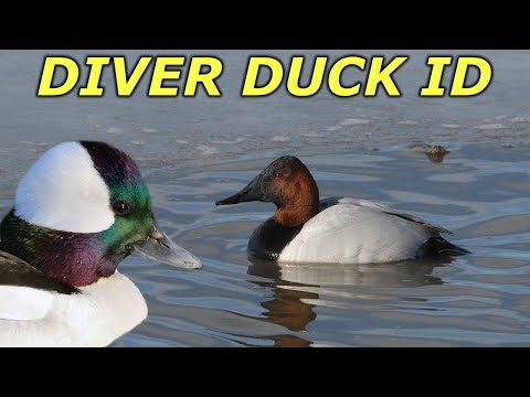 , title : 'Diver Duck ID | Hunting Boot Camp'