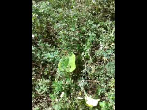 MASURI NELEGALE  LUATE  DE POLITISTII DIN MALURENI ARGES