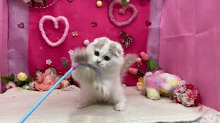 スコティッシュフォールドの動画01