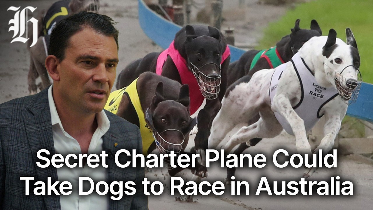 Greyhound racing: Secret charter plane could take 70 dogs to race in Australia
