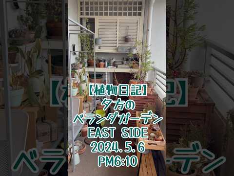 南向きのベランダに植える植物はどれ？太陽を愛する必須の6種  庭園