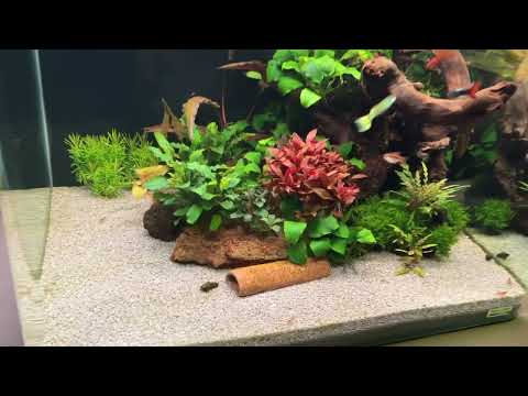 Watch Video on YouTube