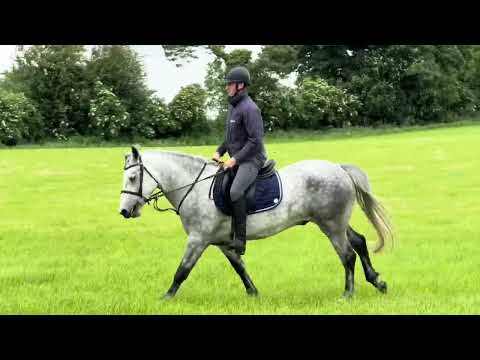 🍀15.1hh 4yo Connemara X ISH Gelding🍀 - Image 2