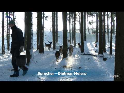 TIERE IM WINTER - Kri Kra KRAEX