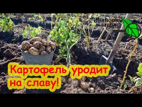 ПОДГОТОВЬТЕ УЧАСТОК ДЛЯ ПОСАДКИ КАРТОФЕЛЯ. Оздоровление картофельных полей. Картофель не будет гнить