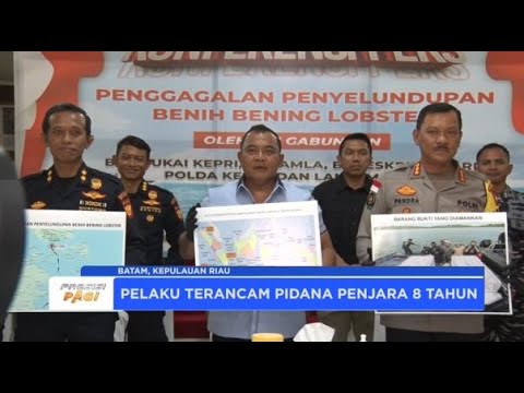 POLDA KEPRI PENYELUNDUPAN 189 RIBU EKOR BENIH BENING LOBSTER