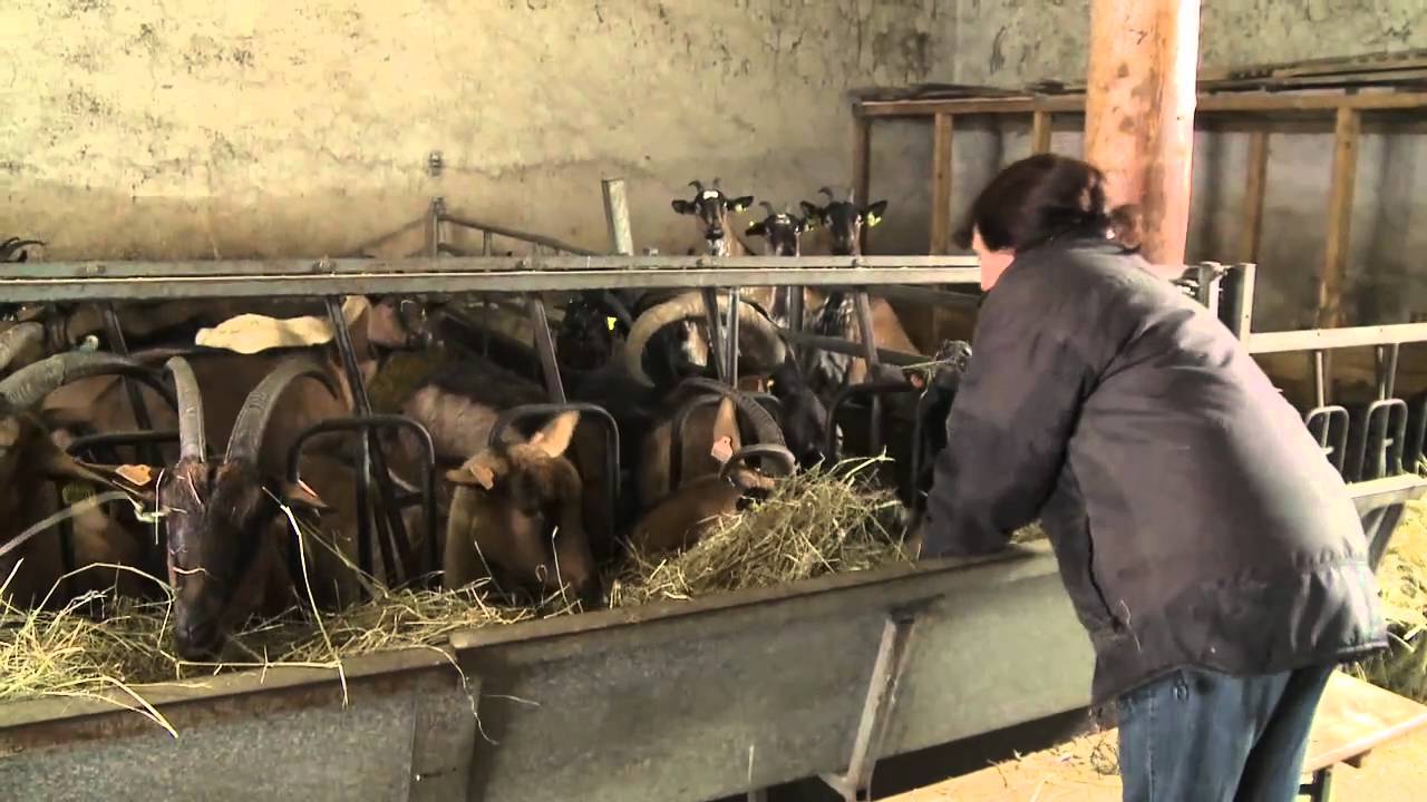 Chèvrerie de Chaillon en Meuse