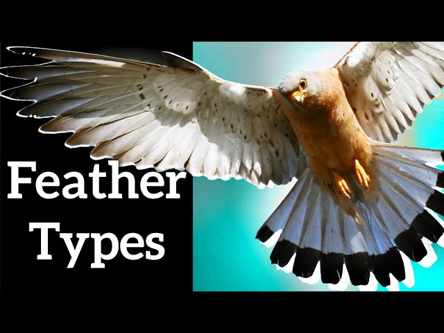 Wymowa wideo od feather na Angielski