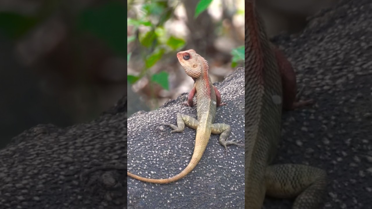 This animal was basking in the sunlight #shorts #wildlife