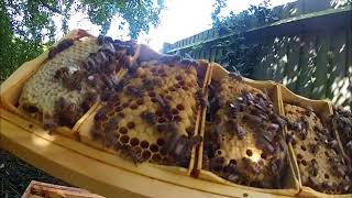 Checking Hives