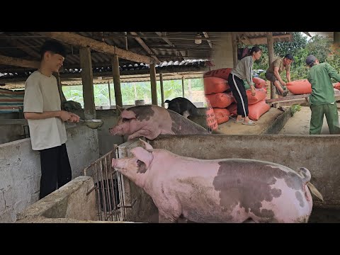 Go buy corn to feed the pigs. The son helps his mother take care of the pigs. ( Ep 264 )