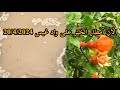 الآن الأمطار الخير على واد غيس 20/4/2024 الحمدلله إقليم الحسيمة