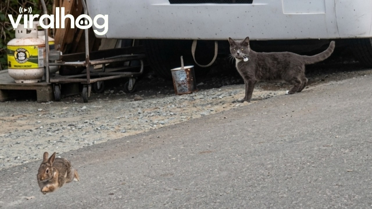 Hunted Rabbit Hurriedly Hops Away From Confused Cat || ViralHog