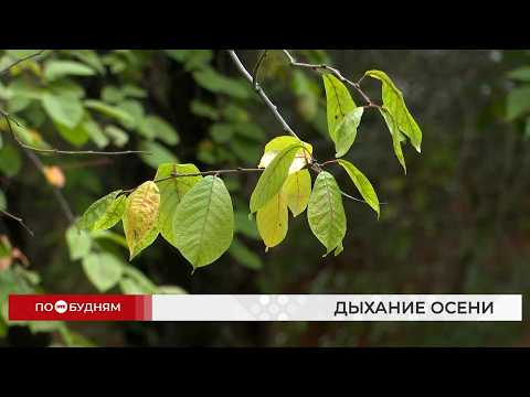 Холодный воздух из Якутии принёс дыхание осени в Иркутскую область
