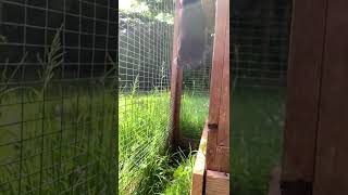 Acrobat bunny jumps up on roof