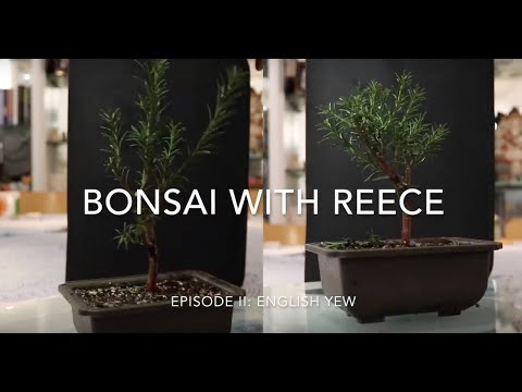 Bonsai With Reece Episode 2: Common Yew