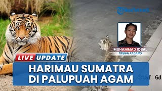 Harimau Sumatra di Area Kantor BRIN Agam Mulai Bergerak Menjauh, Dipantai Drone Thermal