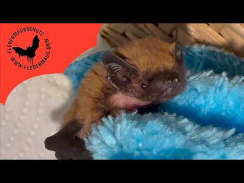 Fledermaus NRW - Auswilderung von Klaus 12 05 25