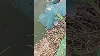 preview picture of video 'Clearing the pond for new catfish stocking'