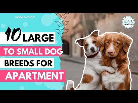 YouTube video about: Are pit bulls good apartment dogs?