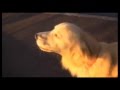 Funny Dog : Incredible sound of the dog / Невероятный ...