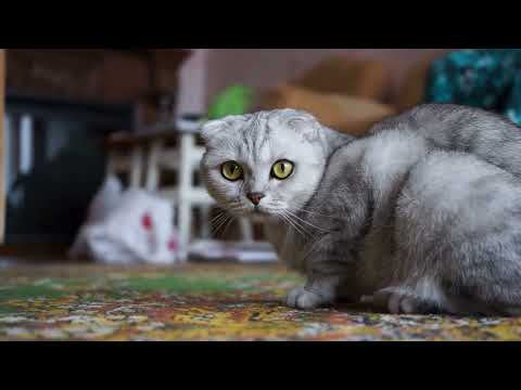 Calling all cat lovers and rhyme enthusiasts! Get ready for our brand new rhyme video.