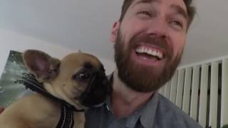 FRENCHIE PUPPY PICK UP