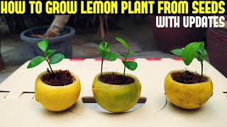 How To Grow Lemon Tree From Seed (WITH FULL UPDATES)