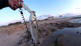 דייג 2019 חיסול חשבונות!! המטרה הלברק הברחן ultralight fishing for seabass texas rig soft plastic
