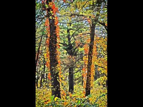 Leo Abrahams Honeytrap - Autumn's Fire