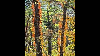 Leo Abrahams Honeytrap - Autumn's Fire