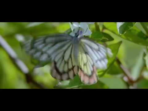 Karunakarala Ayurveda Spa & Resort, Negombo-Sri Lanka