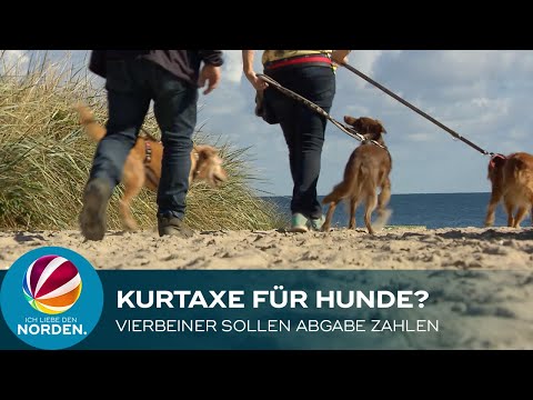 Kommt in Hohwacht bald die Kurtaxe für Hunde?