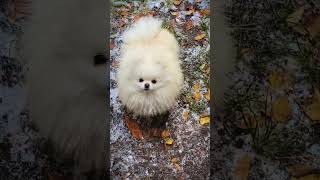 ROUPINHA EM CÃES, VALE A PENA? PODE?