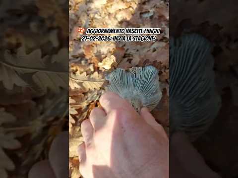 Video YouTube Short Funghimagazine 4
