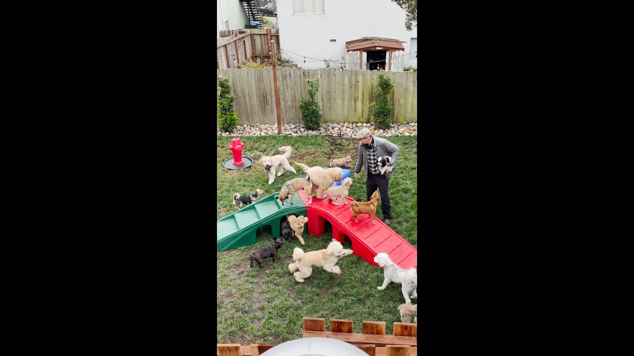 Dog Playground Reveal