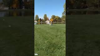 Video preview image #2 Bordoodle Puppy For Sale in OLATHE, CO, USA