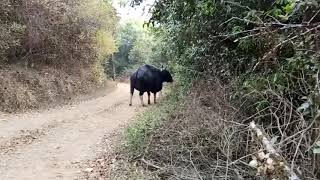 preview picture of video 'Dajipur Bison Ph-9730886354'
