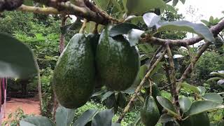 preview picture of video 'Amazing fruitful organic avocado trees in Modulkiri, Cambodia | Fruitful Avocado Tree in Mondulkiri'