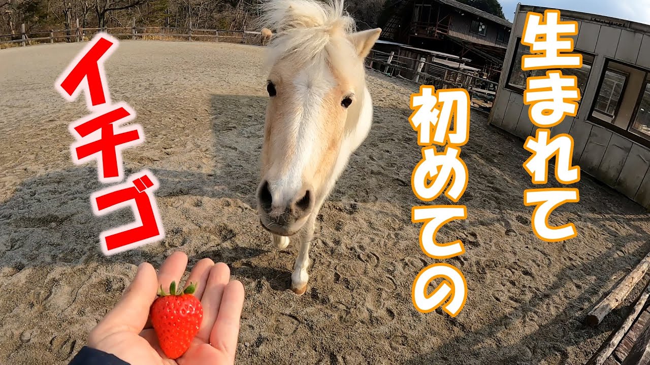 生まれて初めてイチゴを食べた馬。