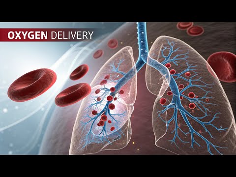 How Oxygen Travels Through Your Body Step by Step
