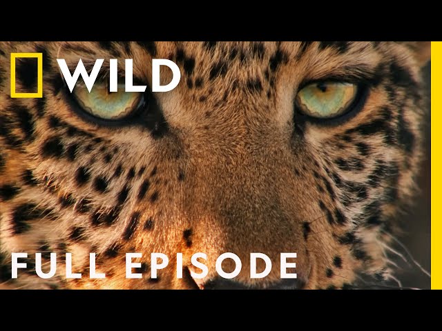 Following the Jade Eyed Leopard (Full Episode SPECIAL) | Nat Geo Wild SDDEFAULT Thumbnail