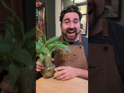 A clever hack for your peace lily houseplant #houseplants