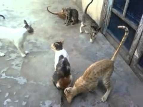 cats.3gp