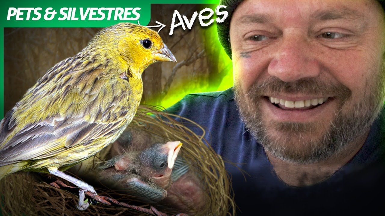 PROVOCANDO CANÁRIO DA TERRA! | RICHARD RASMUSSEN