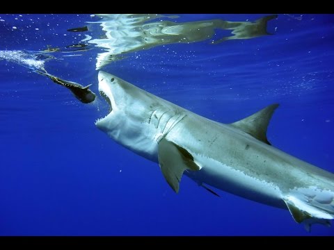 download lagu mp3 mp4 Great White Final Cuts, download lagu Great White Final Cuts gratis, unduh video klip Great White Final Cuts